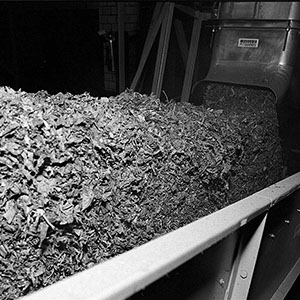 Tobacco leaves being processed in a factory