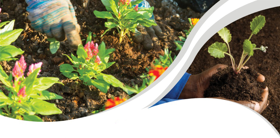 Gloved hands planting seedlings, and ungloved hands with Black skin gently holding up a plant