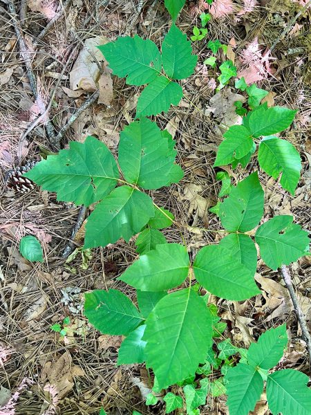 Poison ivy plants, with groups of three leaves.