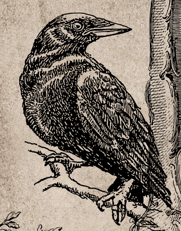 Raven sitting on a tree branch, drawn in textured black on a sepia background.