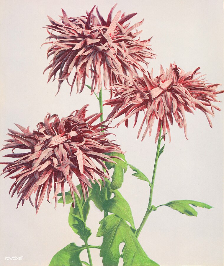 Vintage botanical illustration of pink chrysanthemums.