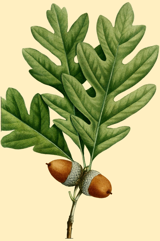 Botanical illustration of white oak leaves and acorns.