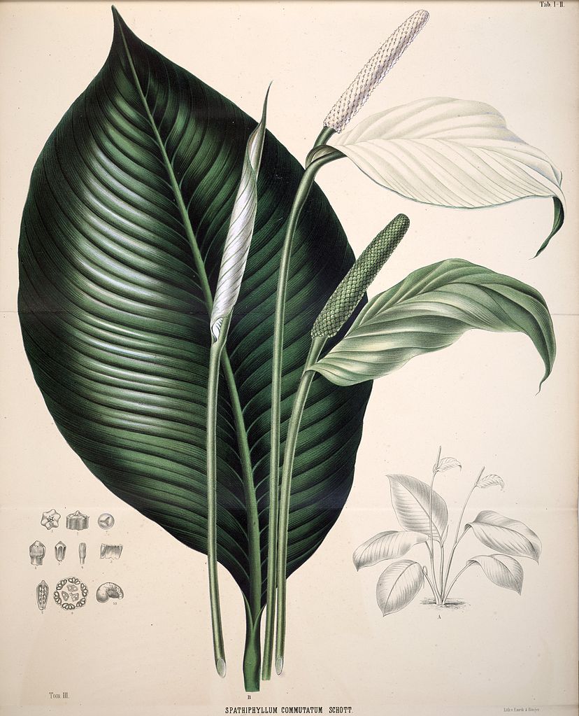 Botanical illustration of Spathiphyllum commutatum, a peace lily, with large dark green leaves and oval-shaped white flowers.