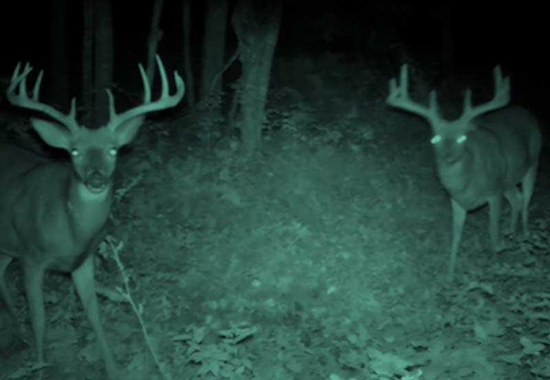 Two antlered deer looking directly at us, caught by a night vision camera.