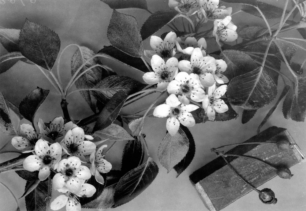 Black-and-white photo of Bradford pear flowers and leaves.