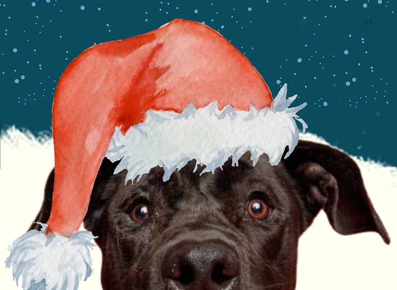 A cute black dog gazing at you, wearing a Santa hat in front of a snowy sky.