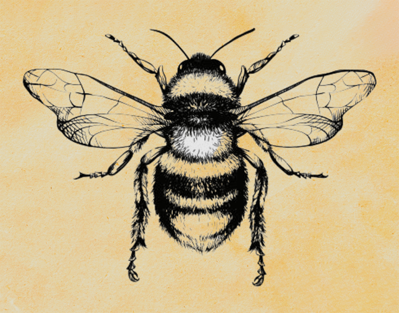 Close-up realistic illustration of a honeybee.