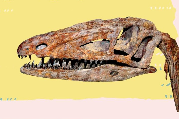 The fossilized skull of a creature with a long narrow head and lots of sharp pointy teeth.