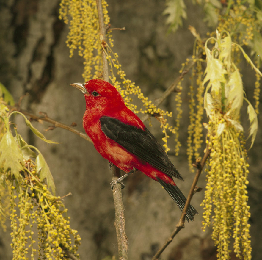 A scarlet tanager perched on a branch surrounded by oak tree catkins and new leaves.