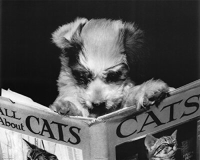 A small terrier-type dog earnestly reading a book called All About Cats.