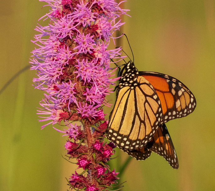 A monarch butterfly perched on a stalk of purple-pink blazing star flowers.
